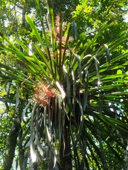 Aechmea costantinii, photograph Lucas Kaminski, CC BY, iNaturalist via GBIF
