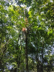 Aechmea costantinii, photograph Lucas Kaminski, CC BY, iNaturalist via GBIF