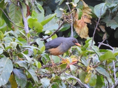 Turdus abyssinicus