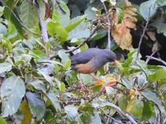 Turdus abyssinicus