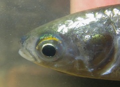 Osteomugil speigleri