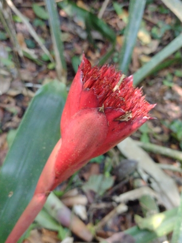 Canistrum aurantiacum, photograph 2