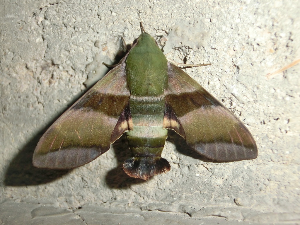 Perigonia glaucescens