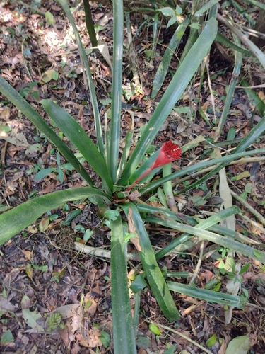 Canistrum aurantiacum, photograph 5