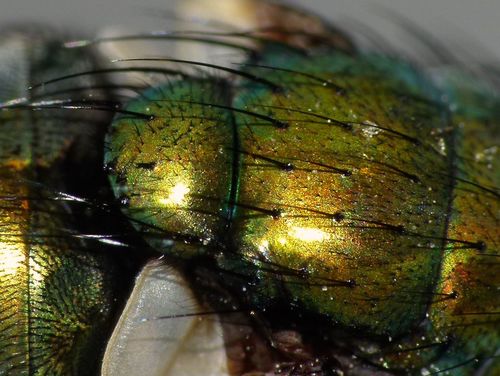 Common green bottle fly