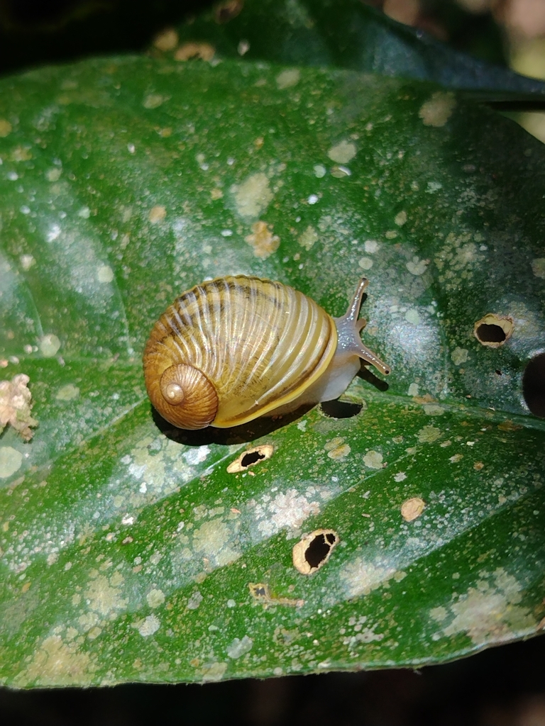 Simpulopsis brasiliensis