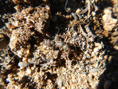 Bothroponera pumicosa