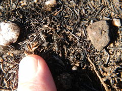 Bothroponera pumicosa