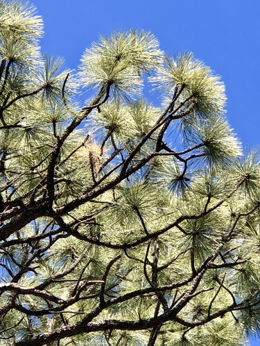 Apache pine (Pinus engelmannii)