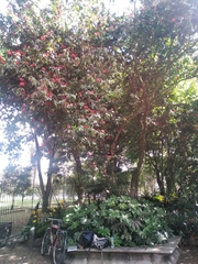 Calliandra trinervia