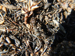 Bothroponera pumicosa