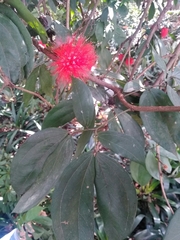 Calliandra trinervia