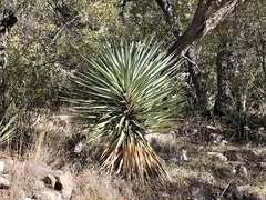 Yucca schottii