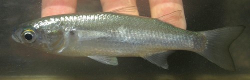 Speigler's mullet (Valamugil speigleri) — Mugilidae — 2