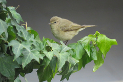 Phylloscopus collybita