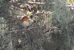Erithacus rubecula