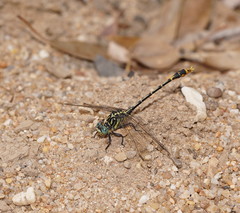 Austrogomphus australis