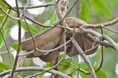 Corallus ruschenbergerii