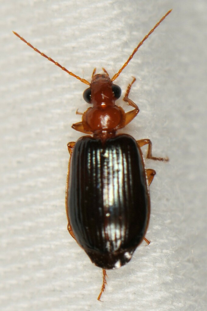 Lebia rufopleura