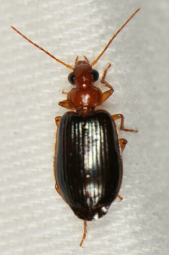 Lebia rufopleura
