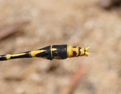 Austrogomphus australis