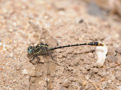 Austrogomphus australis