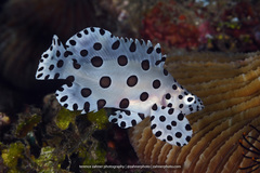 Chromileptes altivelis