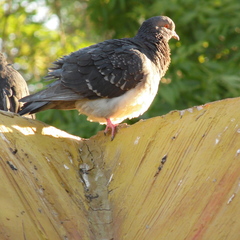 Columba livia