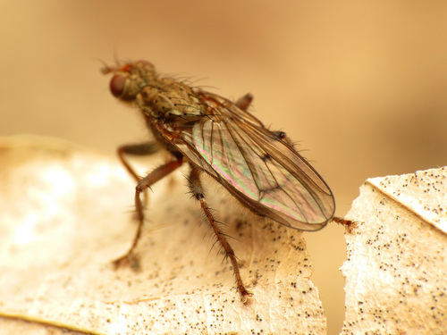 Furcate Dung Fly photo 4