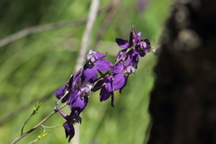 Delphinium patens