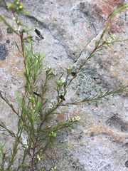 Coleonema juniperinum