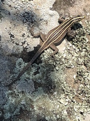 Platysaurus
