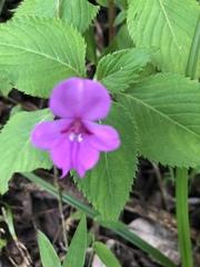 Impatiens sylvicola