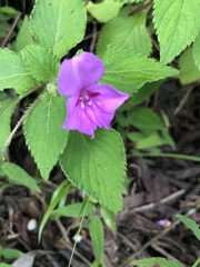 Impatiens sylvicola