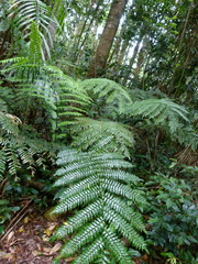 Cyathea rebeccae