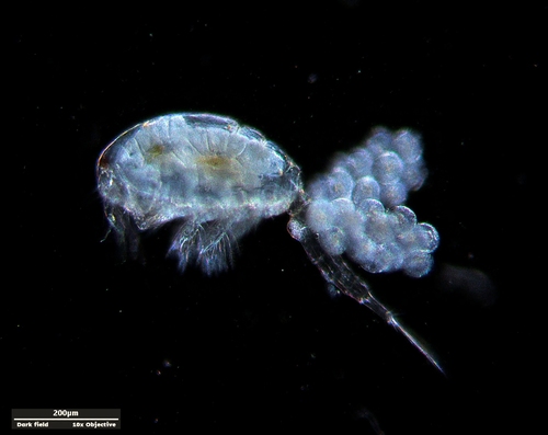 Cryptocyclops bicolor