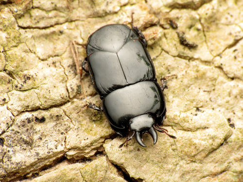 Hololepta aequalis photo 3
