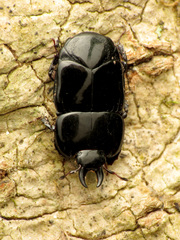 Hololepta aequalis