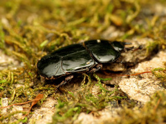 Hololepta aequalis