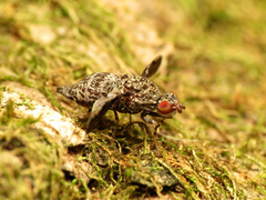 Callopistromyia strigula