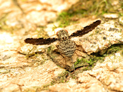 Callopistromyia strigula