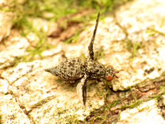Callopistromyia strigula