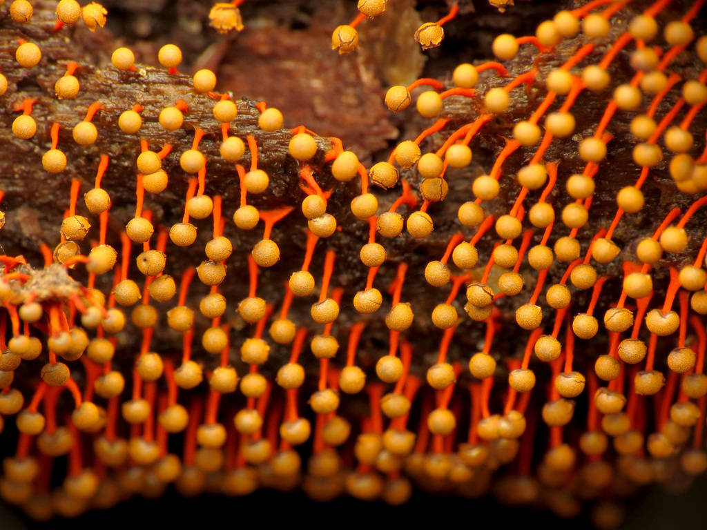 Physaraceae