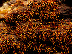 Physarum psittacinum