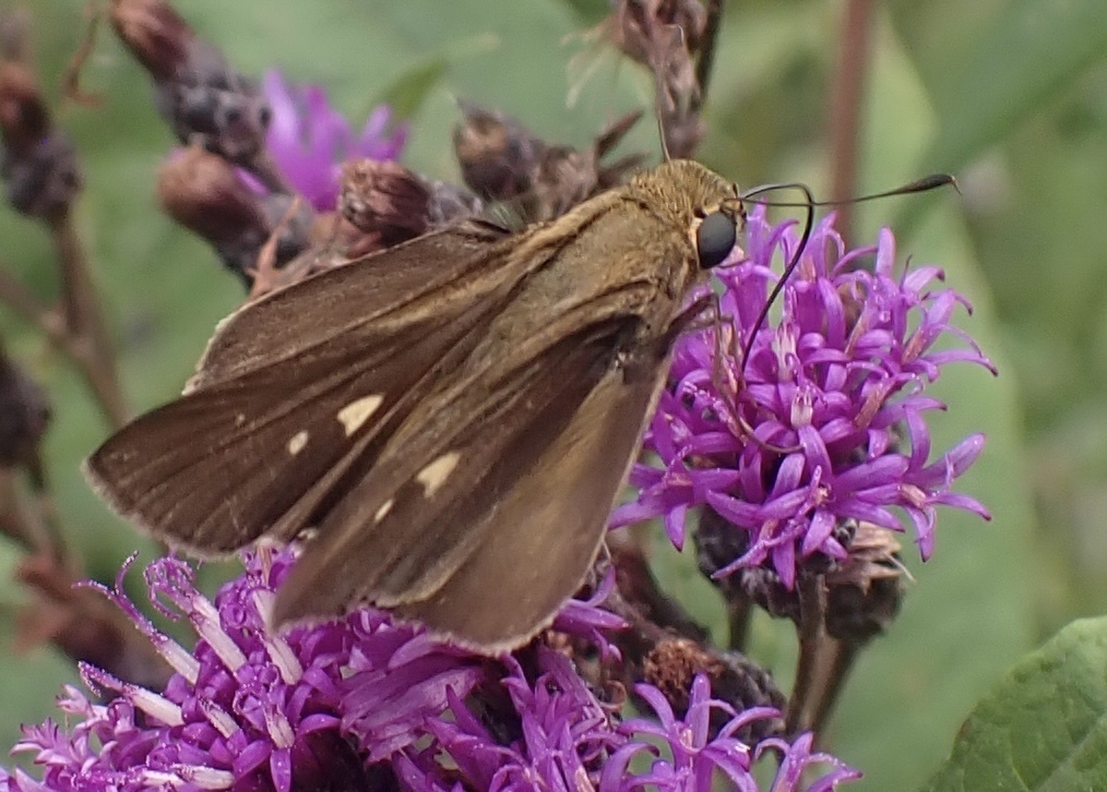 Ocola Skipper from Eupora, MS, US on August 27, 2023 at 0559 AM by