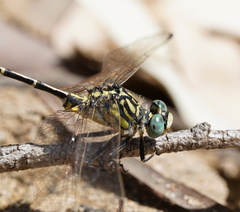 Austrogomphus australis