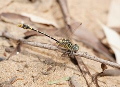 Austrogomphus australis