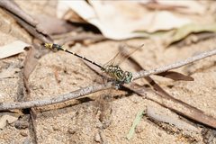 Austrogomphus australis