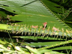 Calamus moti