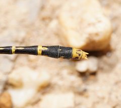 Austrogomphus australis